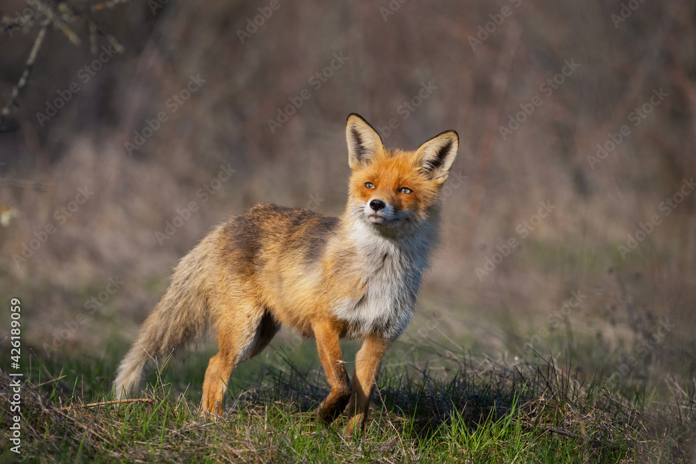 Fototapeta premium Portrait of a red fox Vulpes vulpes