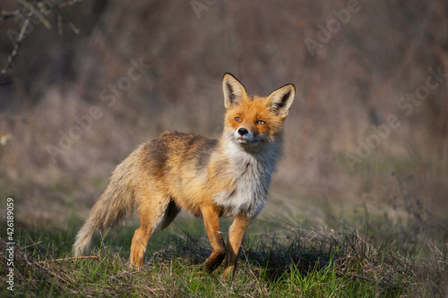Portrait of a red fox Vulpes vulpes © Tatiana