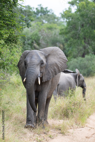 African Elephants seen on a safari in South Africa