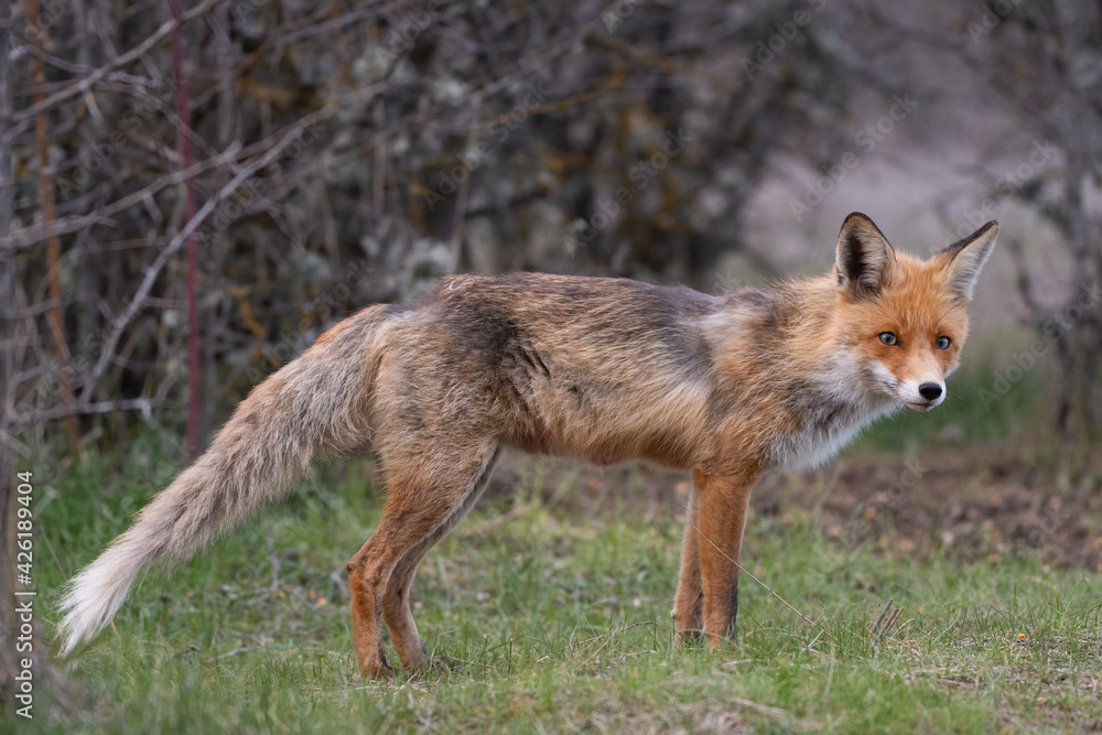 Fototapeta premium Red fox Vulpes vulpes in the habitat