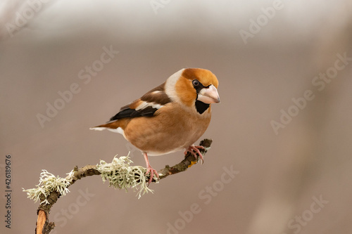 Hawfinch Coccothraustes coccothraustes. A bird in the winter forest