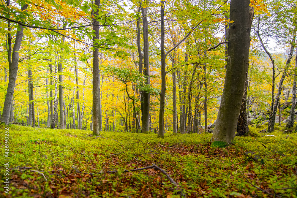 Beautiful spring forest with green trees and foliage.