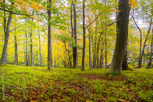 Beautiful spring forest with green trees and foliage.