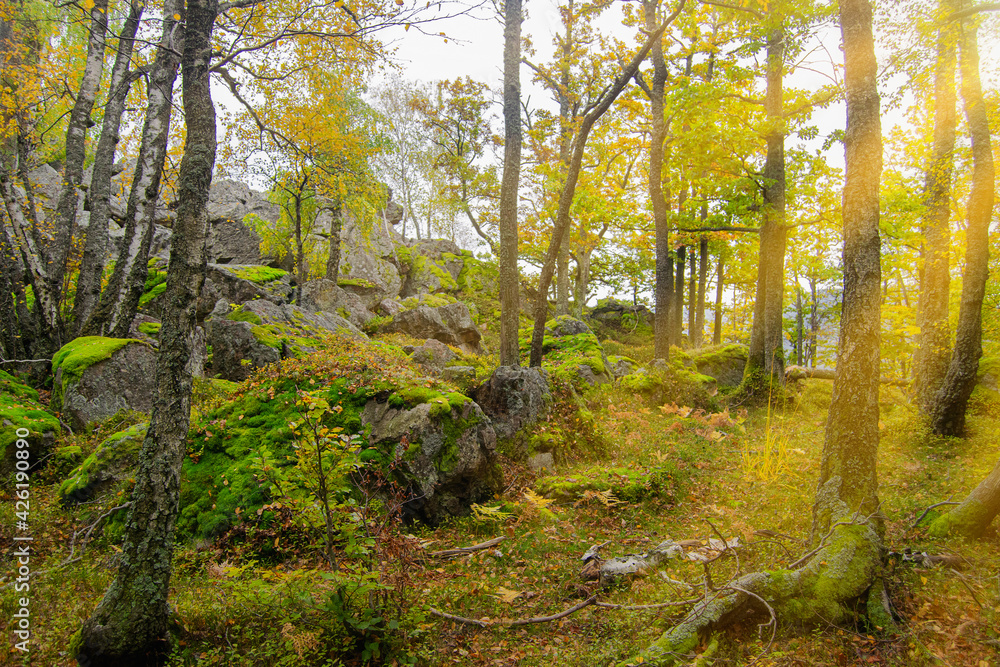 Magical forest with sun beams between the trees. Magical forest with sun beams between the trees.