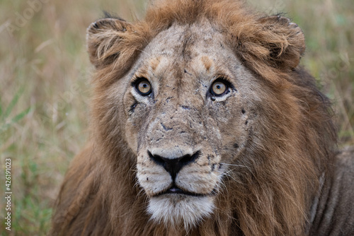 A Male Lion seen on a safari in South Africa