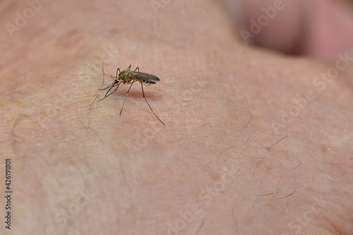 Human bite by molar mosquito on a green background. Leishmaniasis, encephalitis, yellow fever, dengue, Mayaro or Zika virus, infectious parasitic insects. High quality photo