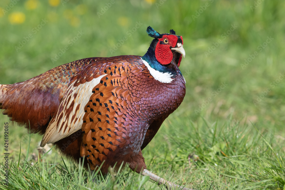 Fototapeta premium Portrait of a male pheasant (phasianus colchicus) in a meadow
