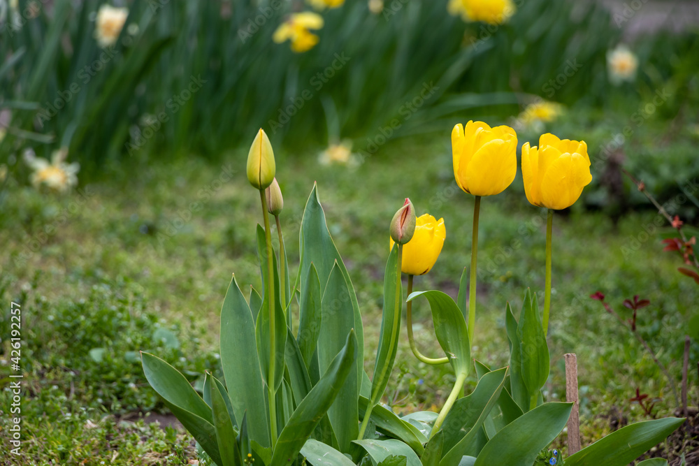 Blooming spring yellow tulips in garden with blurry background. Blooming spring yellow tulips in garden with blurry background.