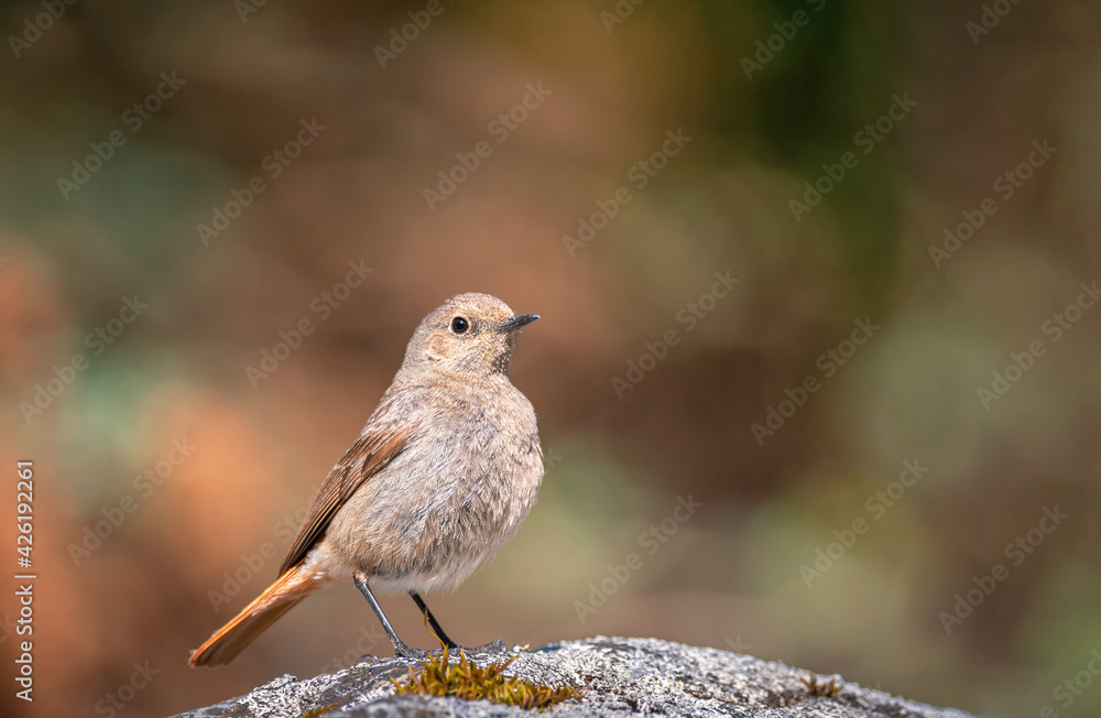 Common redstart isolated on blurred background Common redstart isolated on blurred background