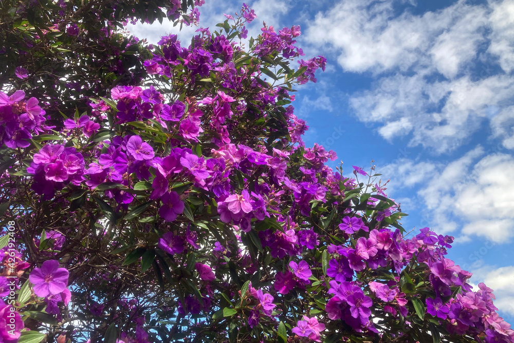 A Brazilian Glorytree in full bloom. Purple flowers and blue sky. Tibouchina granulosa A Brazilian Glorytree in full bloom. Purple flowers and blue sky. Tibouchina granulosa