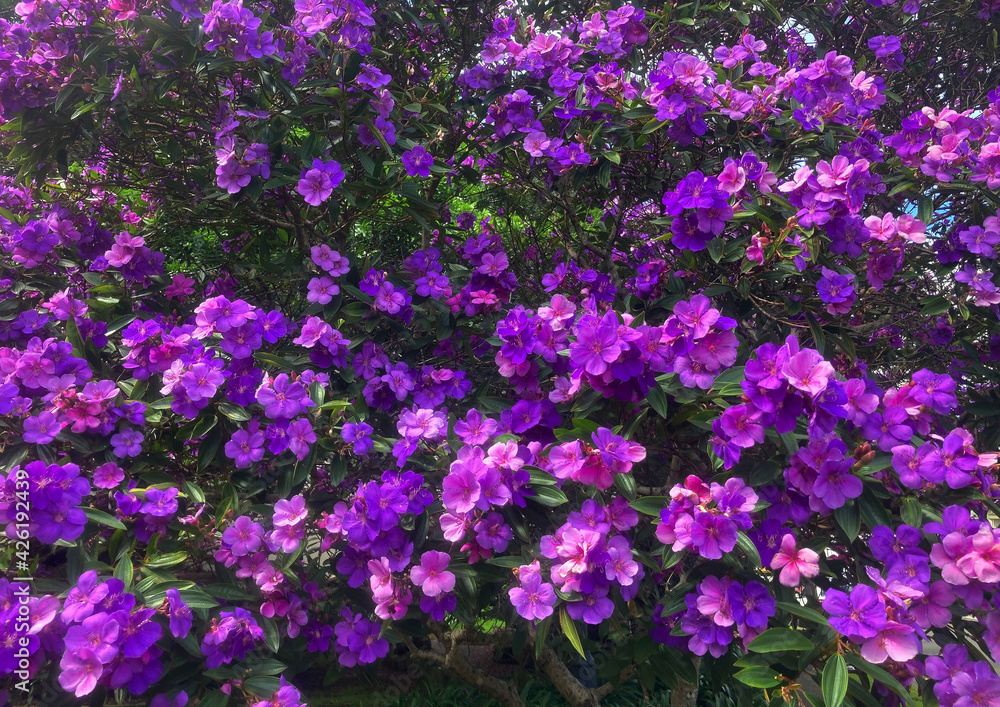 A purple Princess-flower tree in full bloom growing in a garden. Tibouchina urvilleana