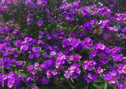 A purple Princess-flower tree in full bloom growing in a garden. Tibouchina urvilleana