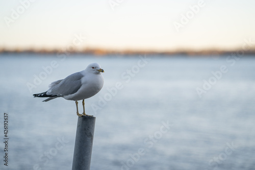 A Seagull on a sunny day in the evening near Lake Ontario