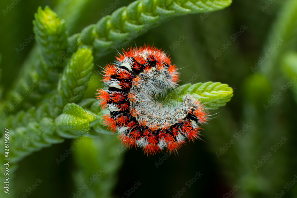 Fototapeta premium Macro shots, Beautiful nature scene. Close up beautiful caterpillar of butterfly 