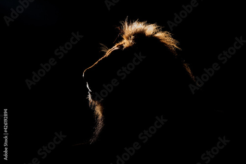 A Back Lit Male Lion seen on a safari in South Africa