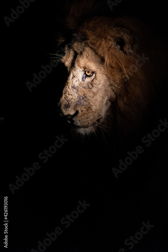 A Male Lion seen on a safari in South Africa