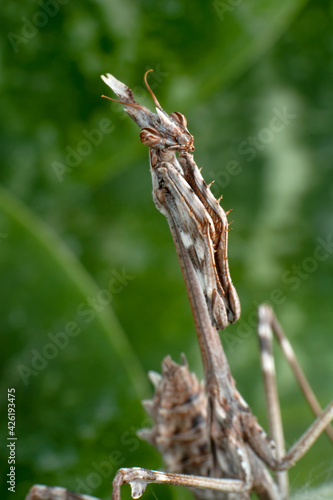 Close up of pair of Beautiful European mantis ( Mantis religiosa )