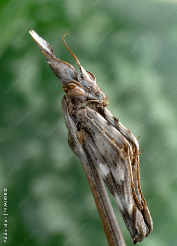 Close up of pair of Beautiful European mantis ( Mantis religiosa )
Close up of pair of Beautiful European mantis ( Mantis religiosa )