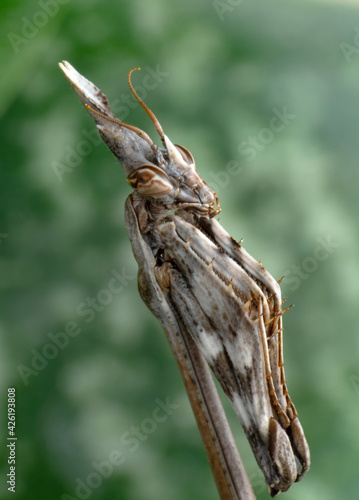 Close up of pair of Beautiful European mantis ( Mantis religiosa )