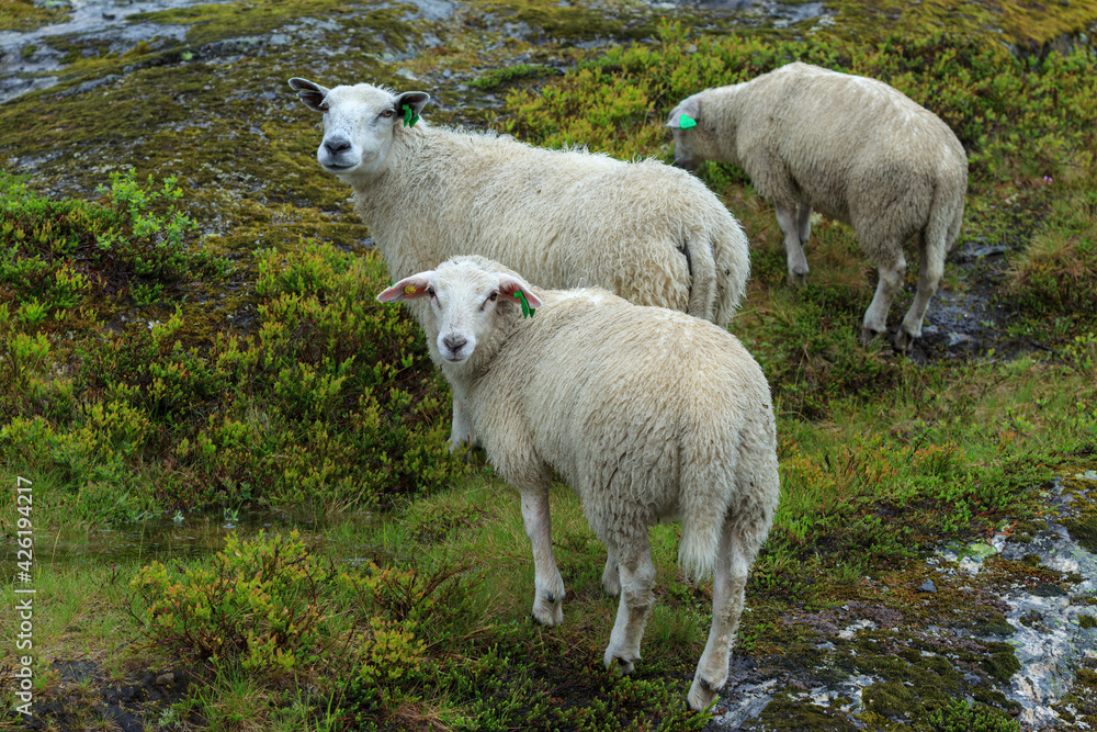 Sheep in the green summer mountain forest in Norway Sheep in the green summer mountain forest in Norway