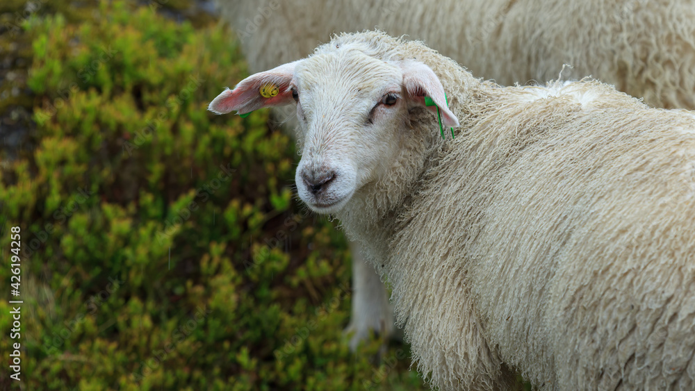 Naklejka premium Sheep in the green summer mountain forest in Norway