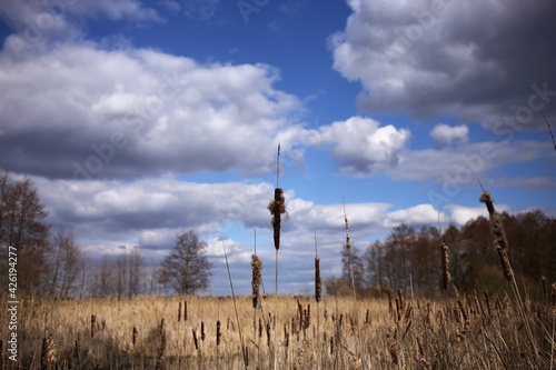 Tall reeds grow in the swamp, against the background of the spring sky with clouds.