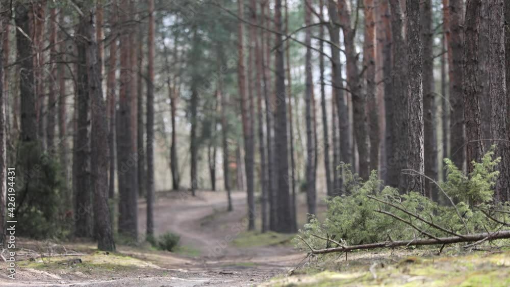 clip that shows morning in beautiful wood, with old, great trees. clip that shows morning in beautiful wood, with old, great trees.