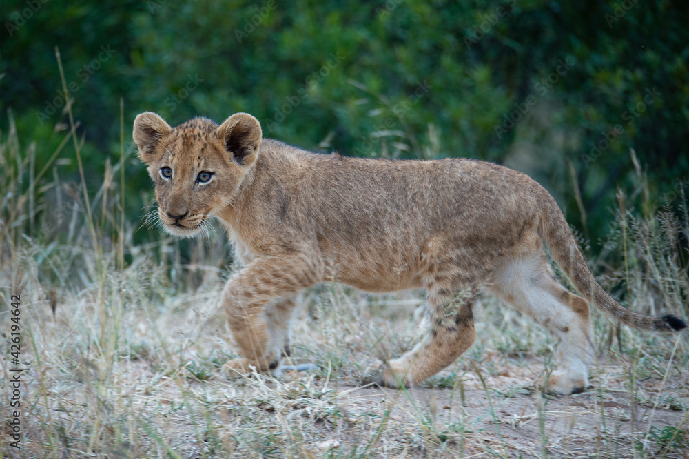 A Lion cub seen on a safari in South Africa A Lion cub seen on a safari in South Africa