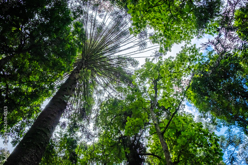 Fototapeta premium Bunya mountains tall Bunya nut tree with rainforest trees surrounding. Looking up to the sky and bright green.