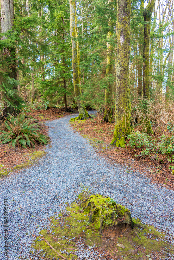 Obraz premium Fragment of Malcolm Lowry Trail trail in Cates Park, Vancouver, Canada