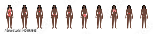 Internal organs in female body