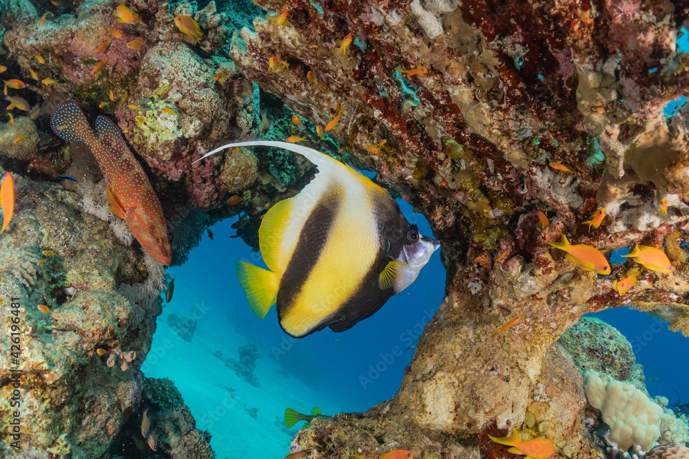 Coral reef and water plants in the Red Sea, Eilat Israel
Coral reef and water plants in the Red Sea, Eilat Israel