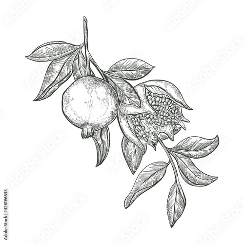 Sketch Pomegranate fruits on a branch, isolated engraved sign. Garnet ripe fruit vector sketch illustration. 