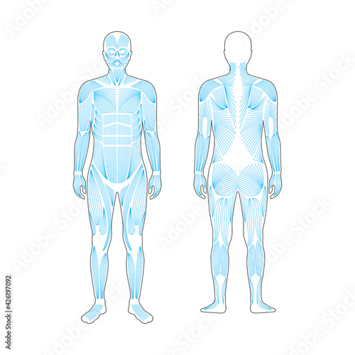 Human muscular system