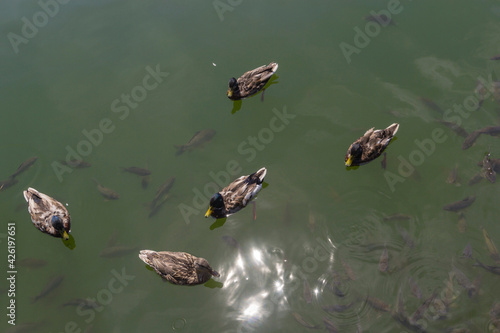 Ducks and fish swim in the water of the lake