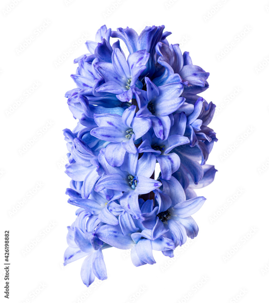 Blue hyacinthus flower bud closeup isolated on white background Blue hyacinthus flower bud closeup isolated on white background