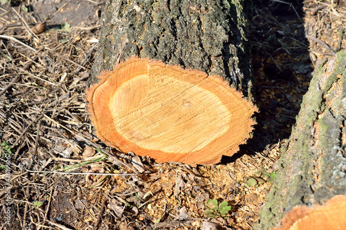 fresh cut tree trunk, close-up