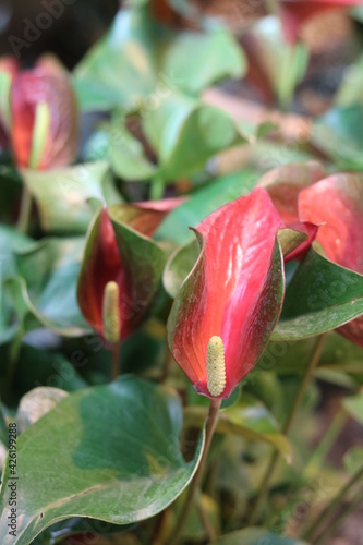 evergreen plant anthurium . photo from the greenhouse