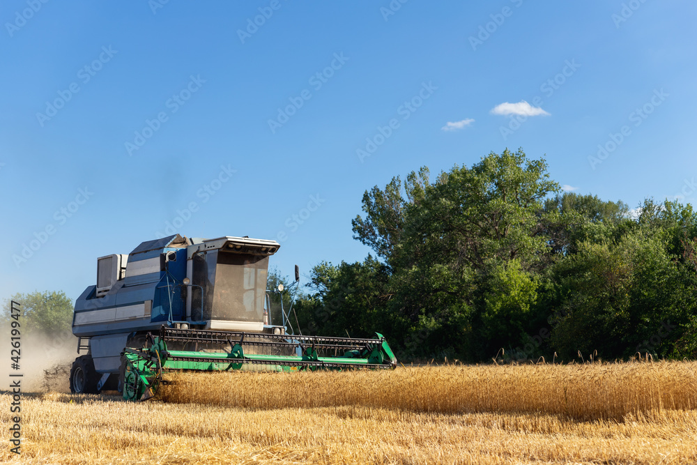 Obraz premium Scenic landscape of ripegolden organic wheat stalk field against blue sky on bright sunny summer day. Cereal crop harvest growth background. Agricultural agribuisness business concept
