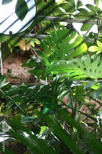 Green Monstera Leaves aka Swiss Cheese Plant or Monstera Deliciosa in Dark Tone. Tropical Jungle Pine Green
