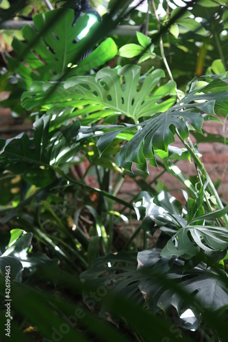 beautiful palms leaf, photo from the greenhouse