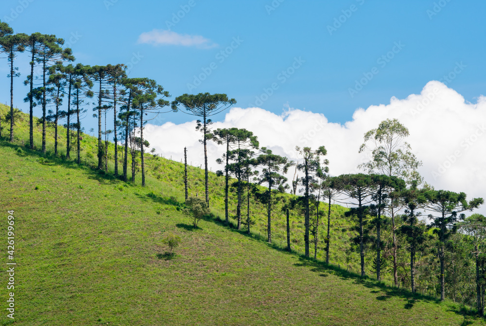 landscape with araucaria trees and mountains and blue sky