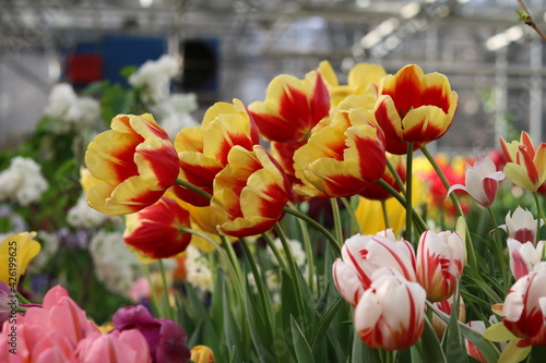 spring flowers banner - many beautiful red with yellow tulips