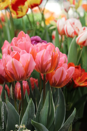 spring flowers banner, beautiful red with yellow tulips