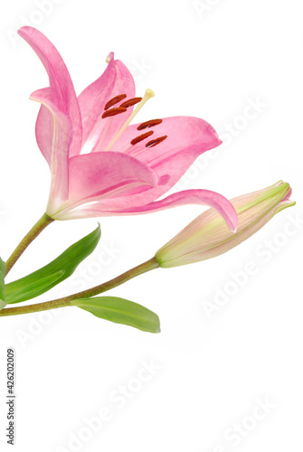 Lilly flower isolated on white