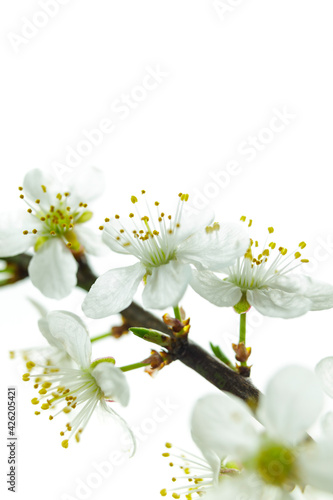spring cherry blossom close-up  shallow depth of field 