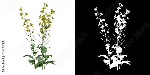 Front view of plant (Brassica Napus) png with alpha channel to cutout 3D rendering
