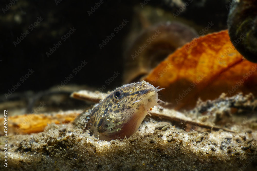 weird spined loach fish bury itself into sand, forecasting bad weather, dwarf coldwater species in European wild biotope aquarium, close-up head portrait on river bottom