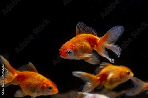 juvenile oranda goldfish in pet shop, bright yellow and orange Eastern ornamental breed of wild Carassius auratus carp, popular pet in low light blurred background