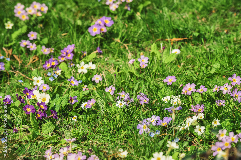 Small colourful flowers grow in the grass in a spring meadow or field